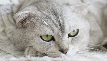 九游手机版：指尖上的游戏新纪元